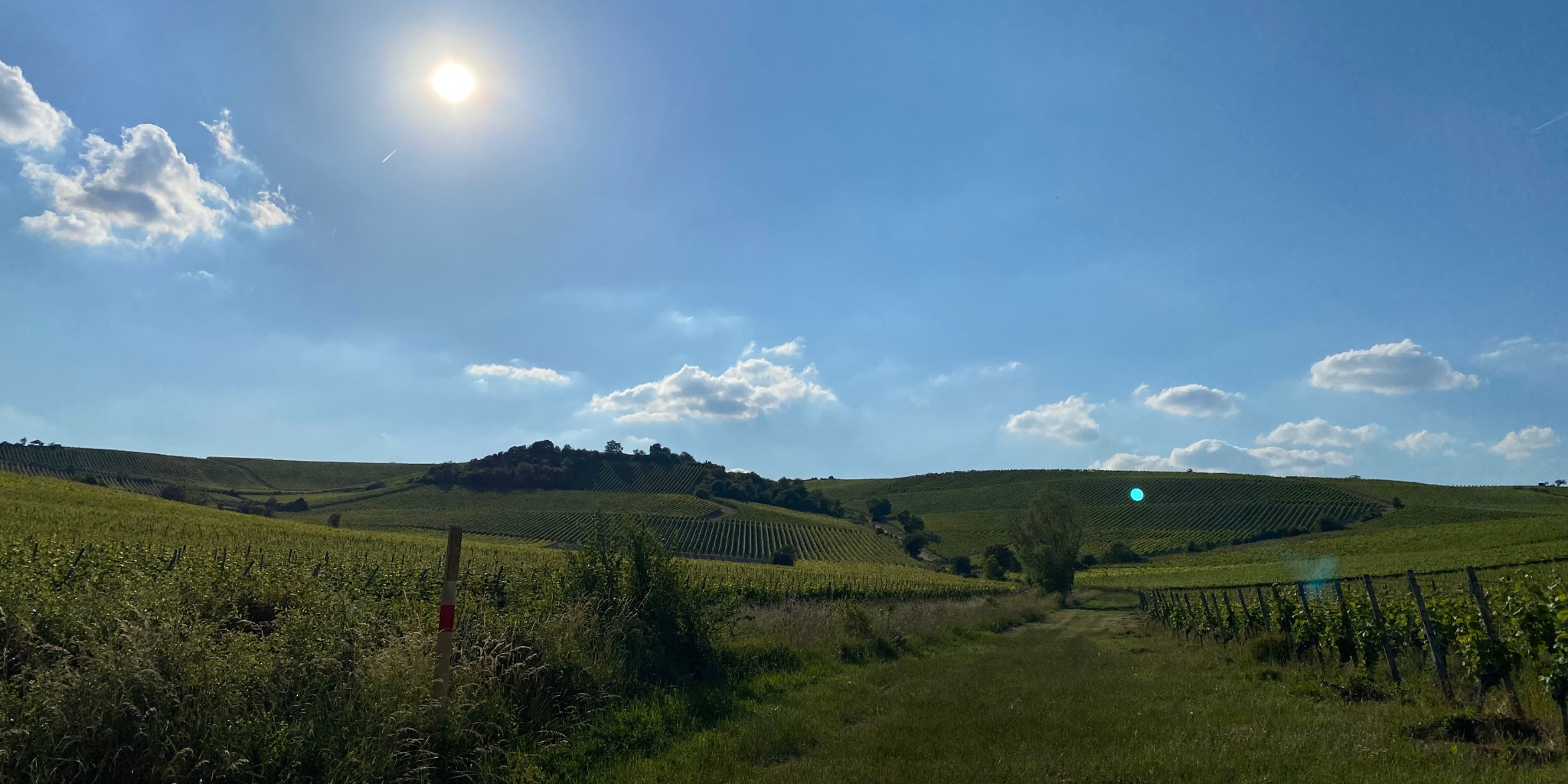 100 % Rheinhessen